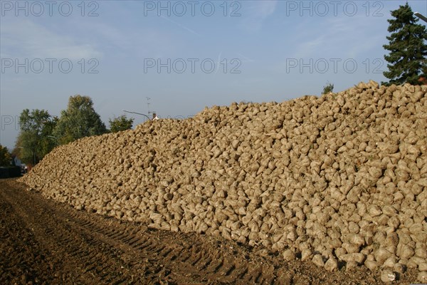 Sugar Beet