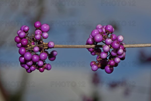 Callicarpa giraldi