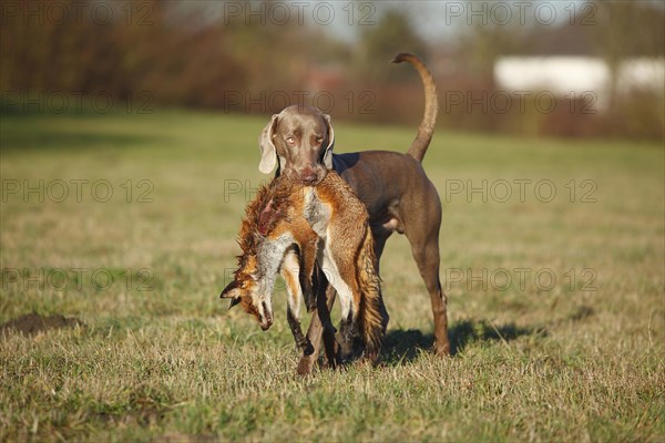 Weimaraner