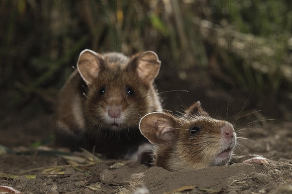 European Hamster