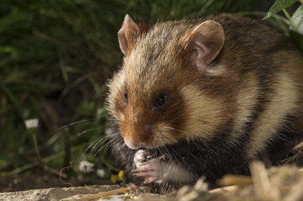 European Hamster