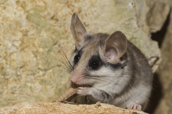 Asian garden dormouse