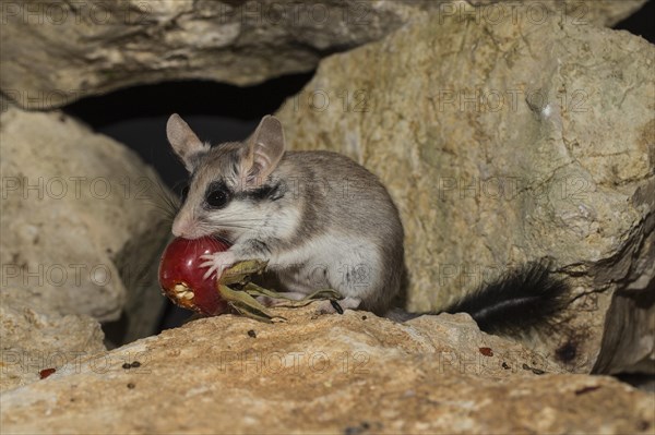 Asian garden dormouse