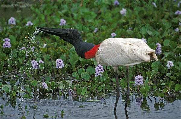 JABIRU