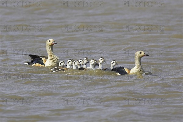 Orinoco goose