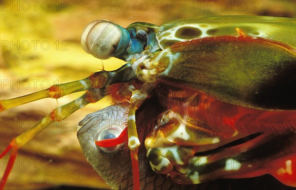 PEACOCK MANTIS SHRIMP