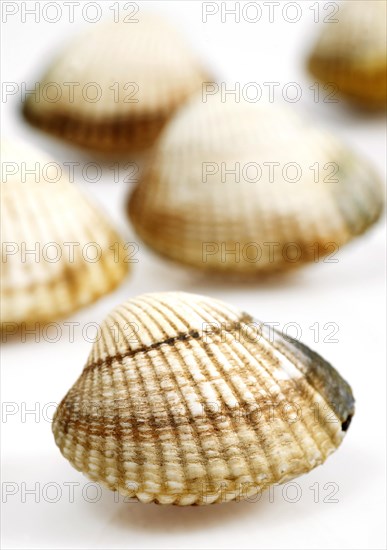 Common Cockle