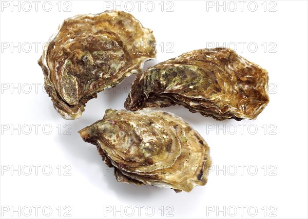 FRENCH EASTER MARENNES D'OLERON ostrea edulis BEFORE WHITE BACKGROUND