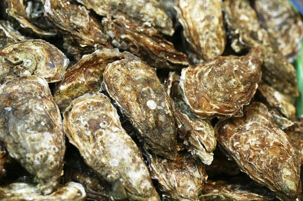 French oyster called Fine de Claire