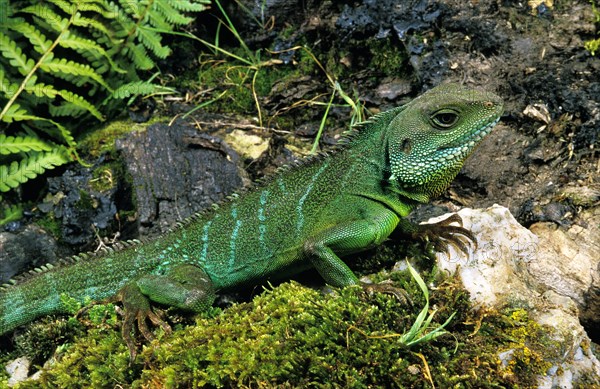 Chinese Green water dragon