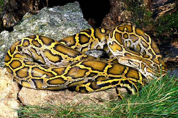 Indian python