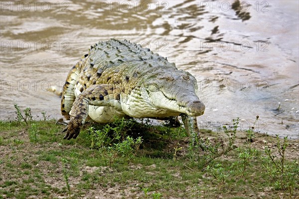 Orinoco Crocodile