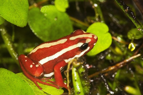 PHANTASMAL Phantasmal poison frog