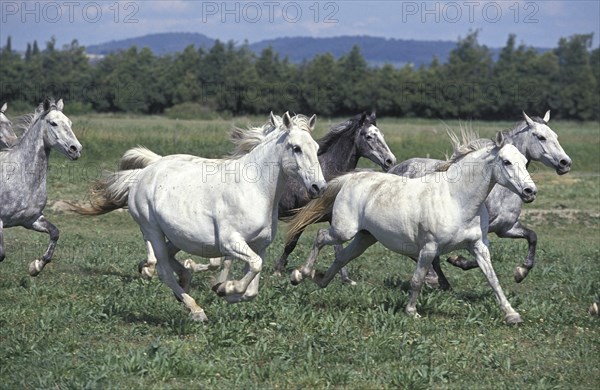 Lipizzaner horses