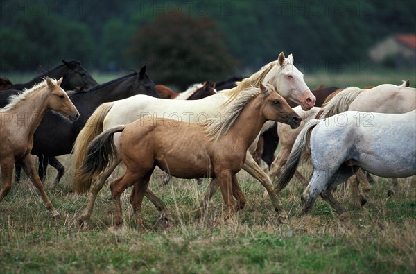 AMERICAN RIDING HORSE