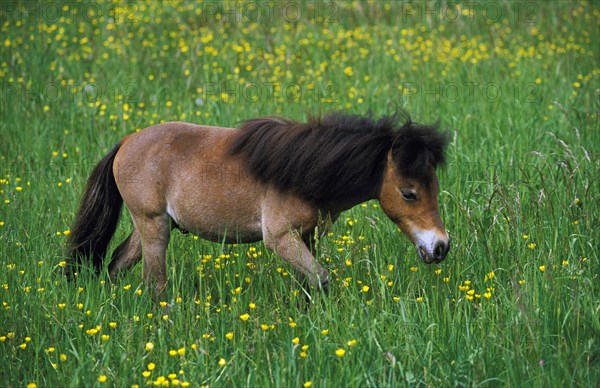American miniature horse