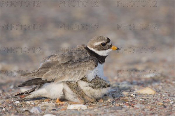 Ringed plover