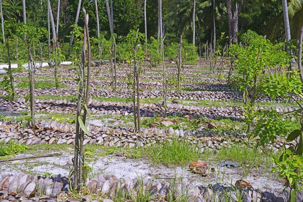 Vanilla plants