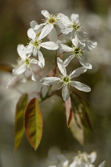 Snowy mespilus