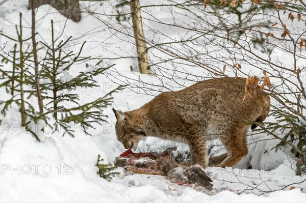 Eurasian lynx