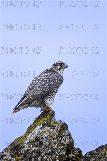 Gyrfalcon