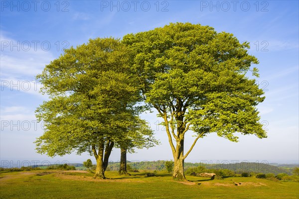 The Seven Sisters on Cothelstone Hill in the Quantock Hills