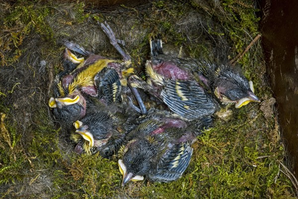 Dead great tit