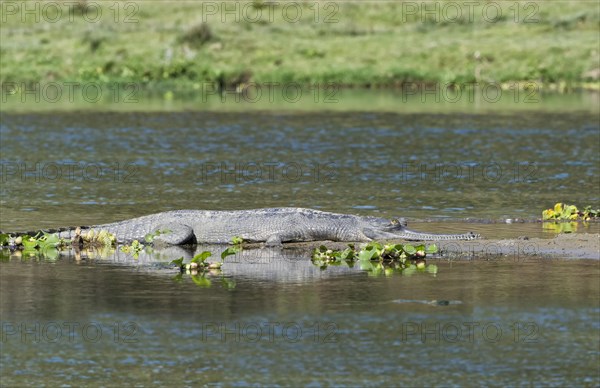 Gharial