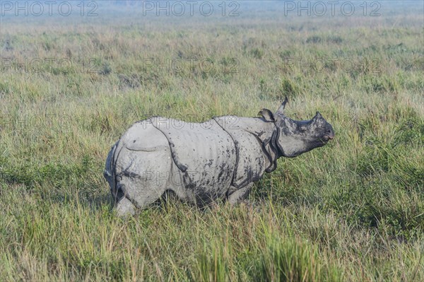 Indian rhinoceros