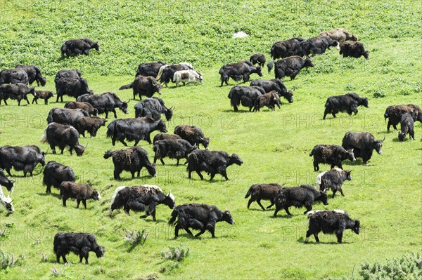 Yak herd