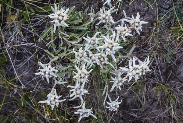 Alpine Edelweiss