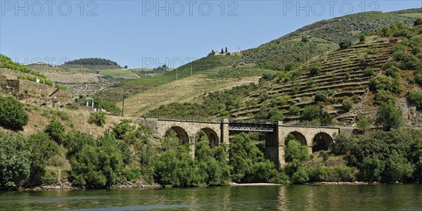 Vineyards at the river Douro
