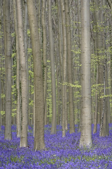 Bluebells