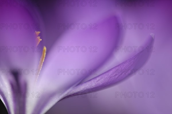 Woodland crocus