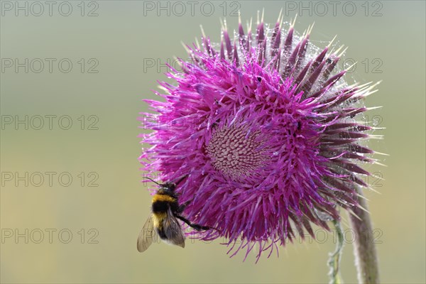 Nodding thistle