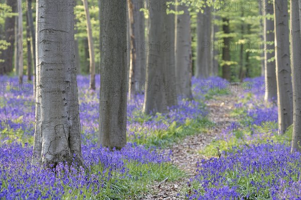 Common bluebells