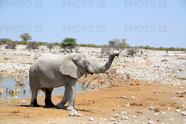 African elephant