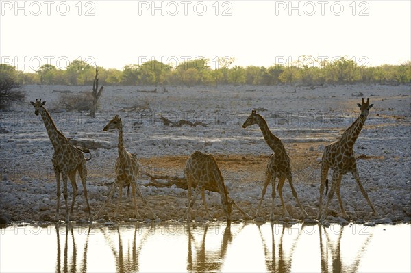 Angolan Giraffe