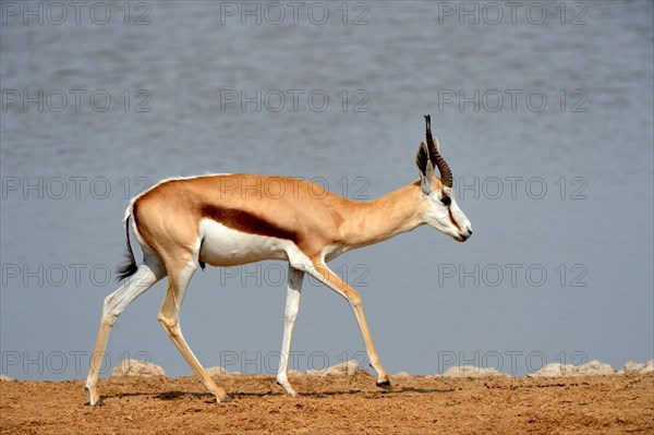 Springbok