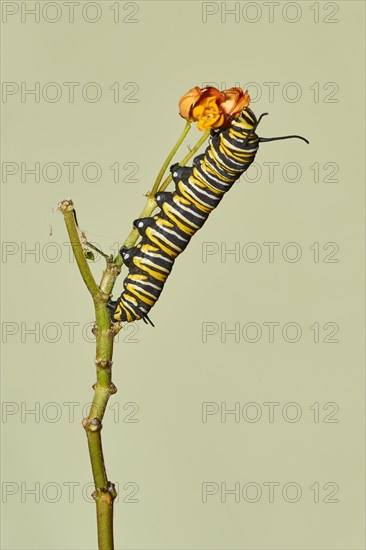 Caterpillar of the monarch butterfly