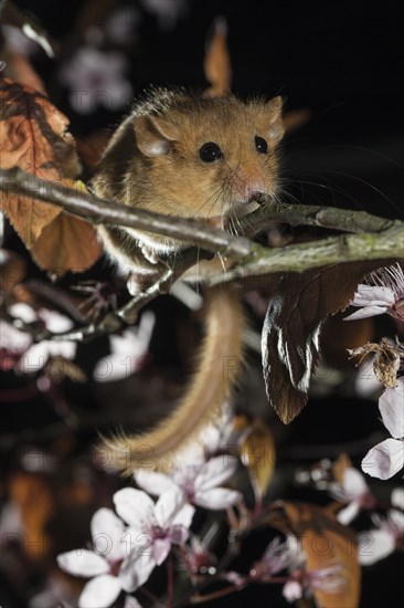 Hazel Dormouse