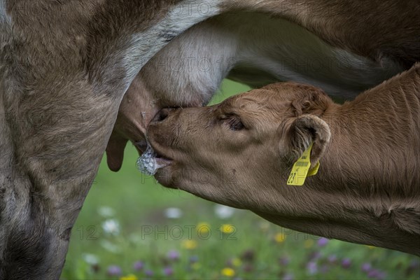 Suckling calf on meadow
