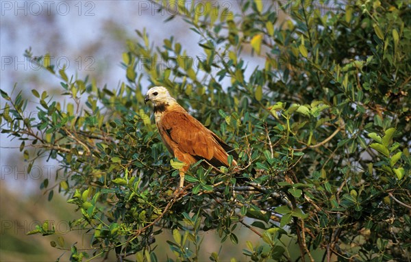 Black-Collared Hawk