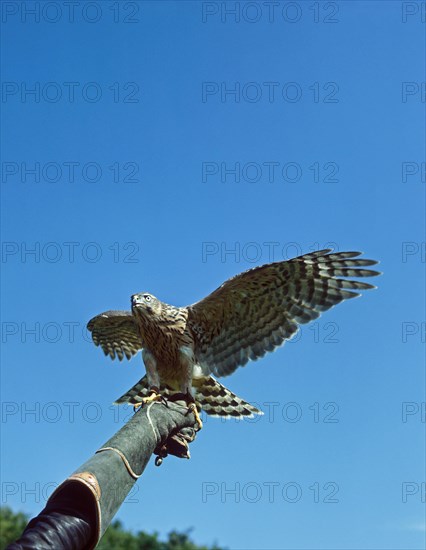 Falconer with Goshawk