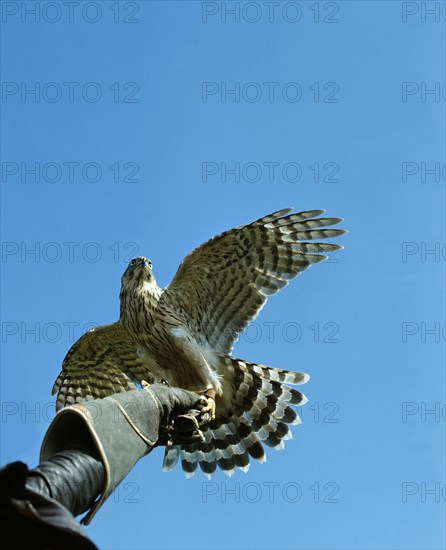 Falconner with Goshawk