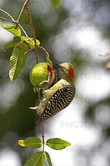 Red crowned woodpecker