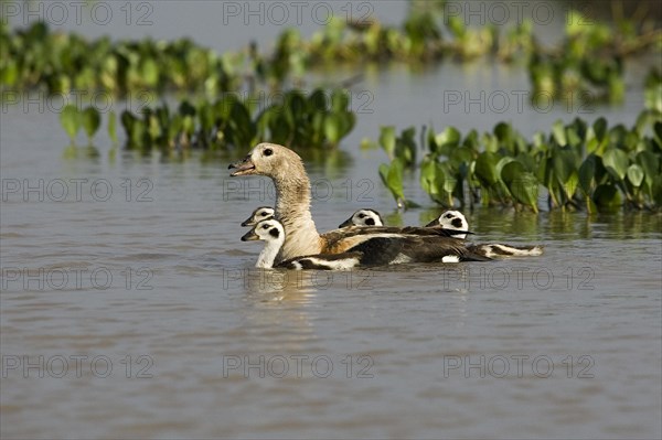 Orinoco goose