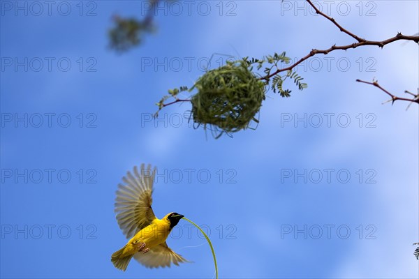 Southern Masked Weaver