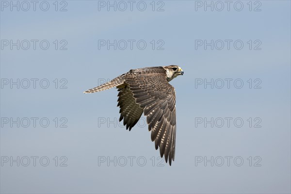 Saker falcon