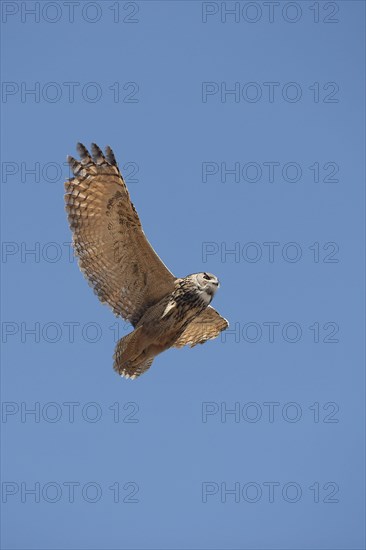 Cape Eagle Owl